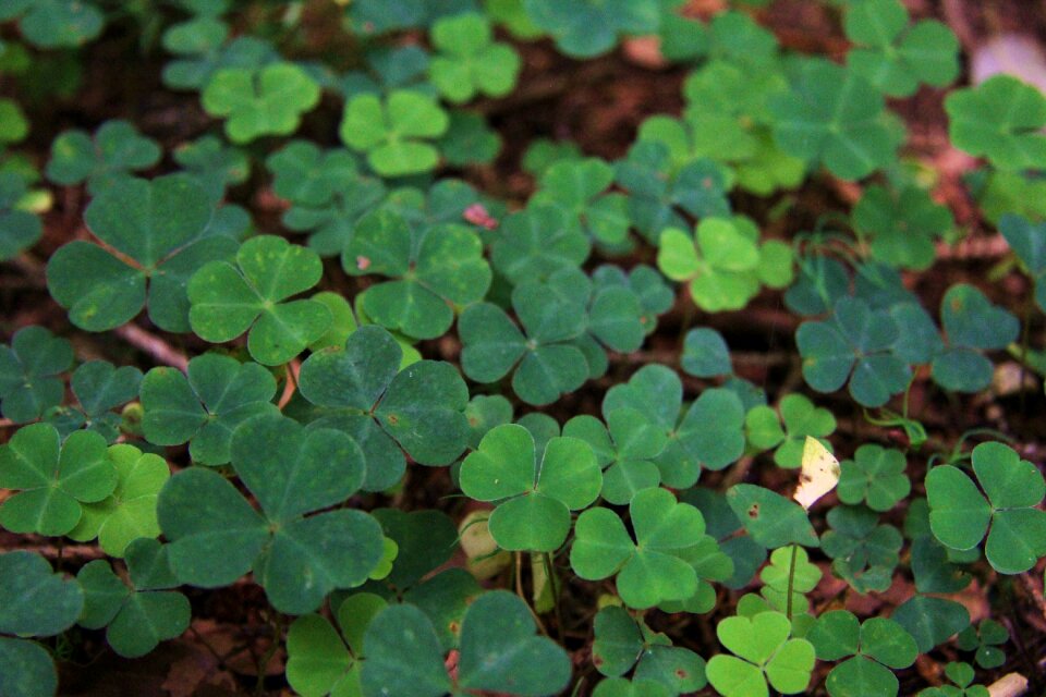 Green red clover lucky clover