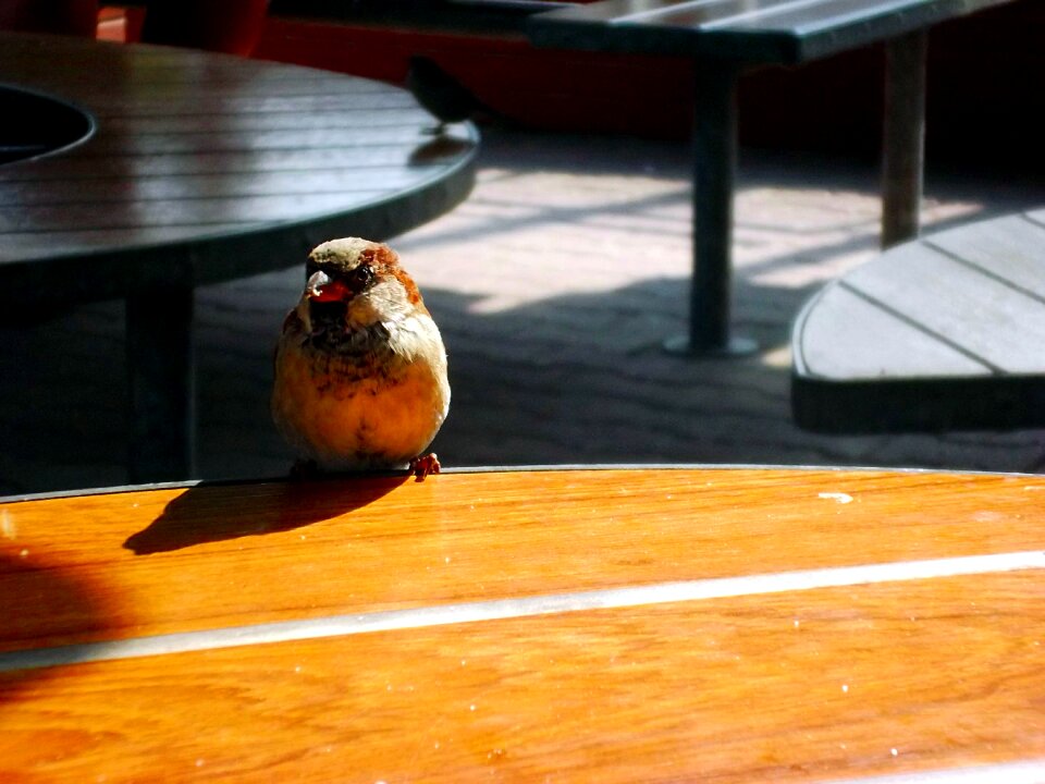 Bird closeup sunny