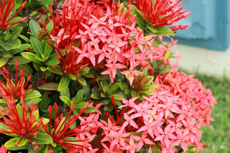 Nature flowers garden