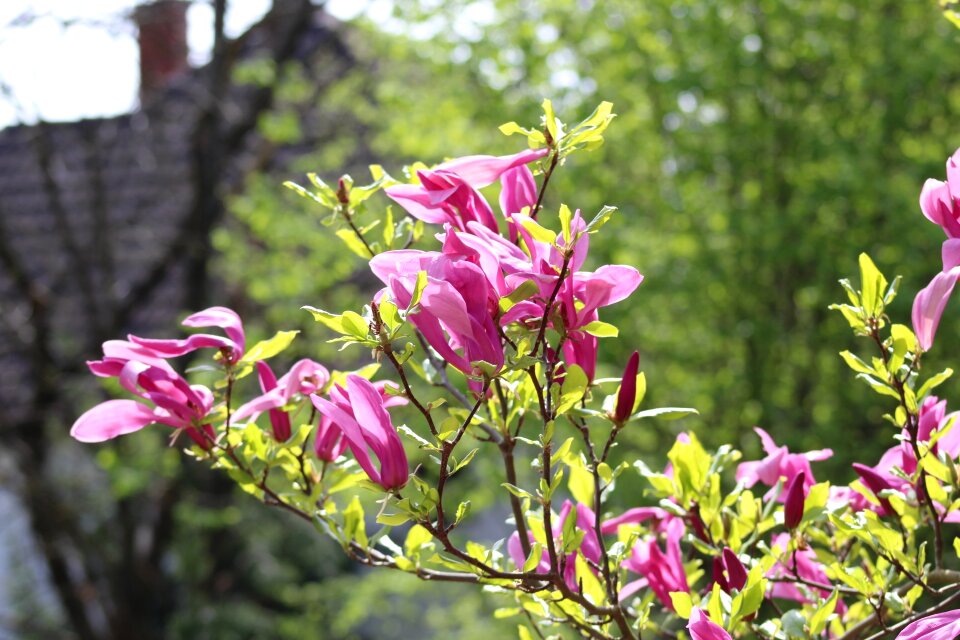 Secret garden sopron hungary van