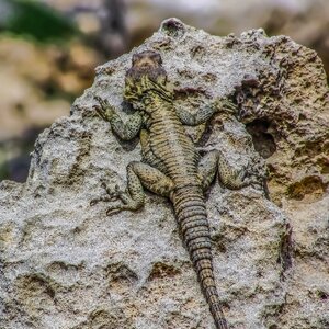 Adaptation camouflage reptile