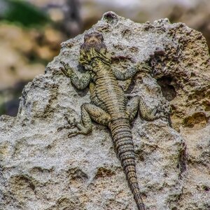 Adaptation camouflage reptile photo