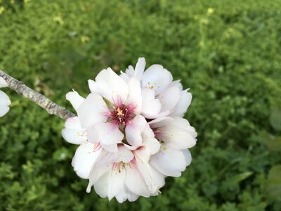 Nature pink spring