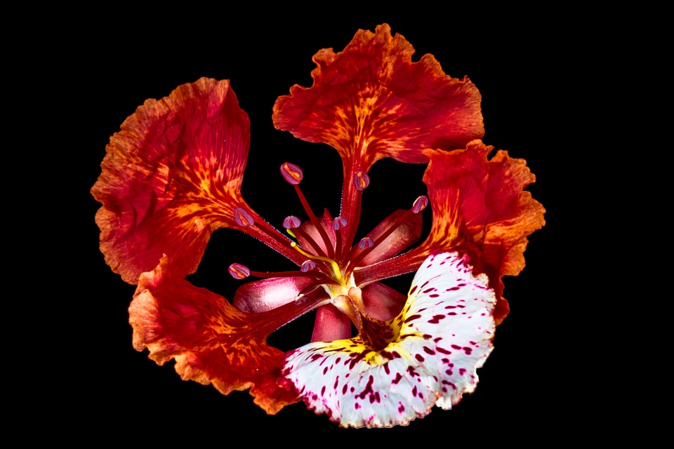 Blossom bloom red