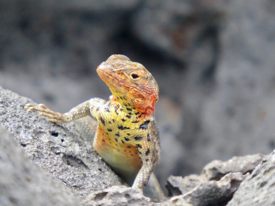 Volcanic nature animal