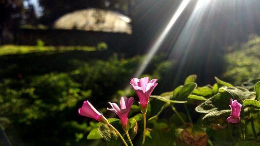 Flowers and plants biological world photography
