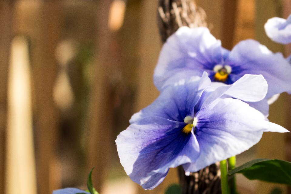 Macro purple flower blossom