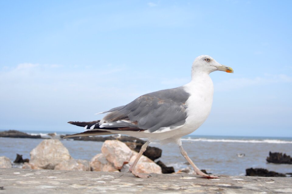 Fauna seagull animal