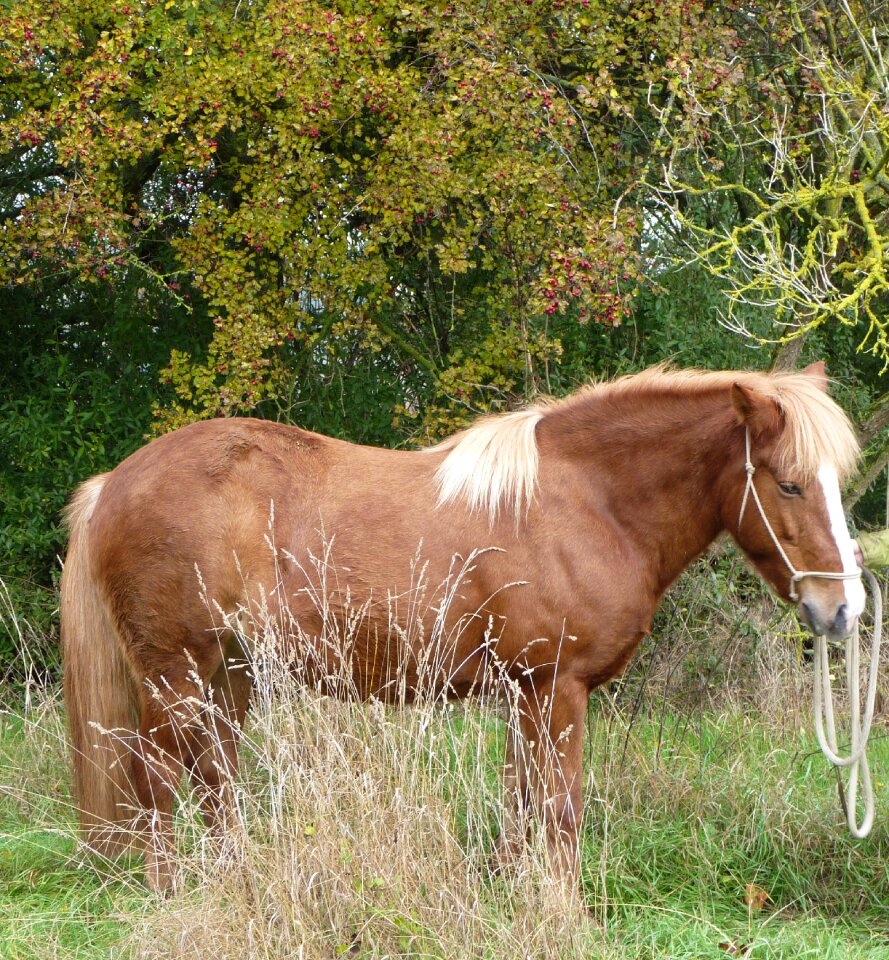Iceland icelanders pony