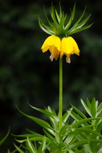Flower exotic park