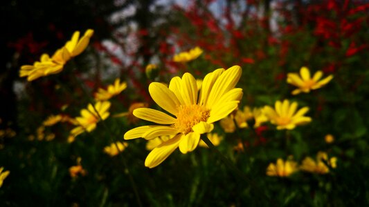 Gold ju yellow flowers autumn