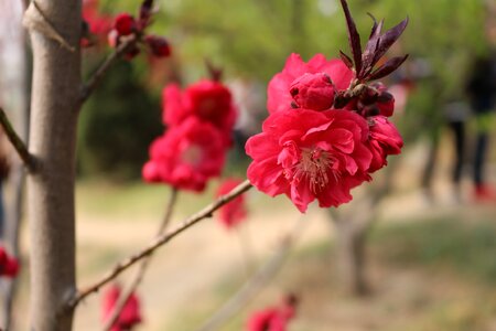 Cherry blossom outing yuyuantan photo