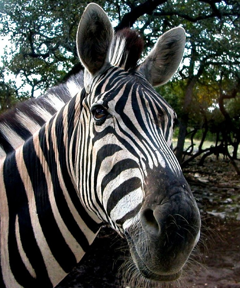 Smiling mammal stripes