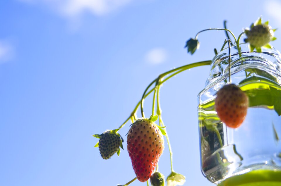 Strawberry sky Free photos