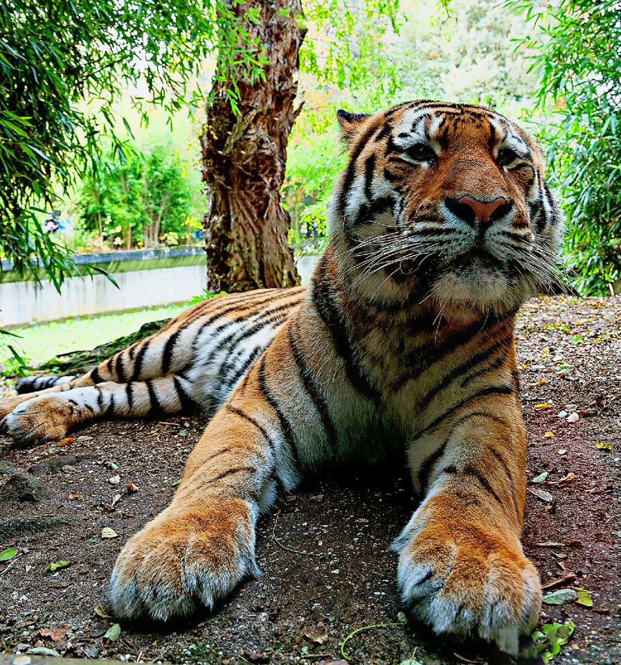 Predatory animals zoo münster tiger big cat
