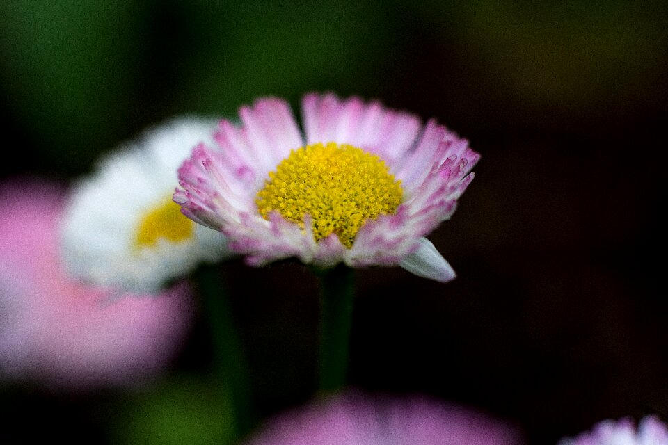 Spring close up white