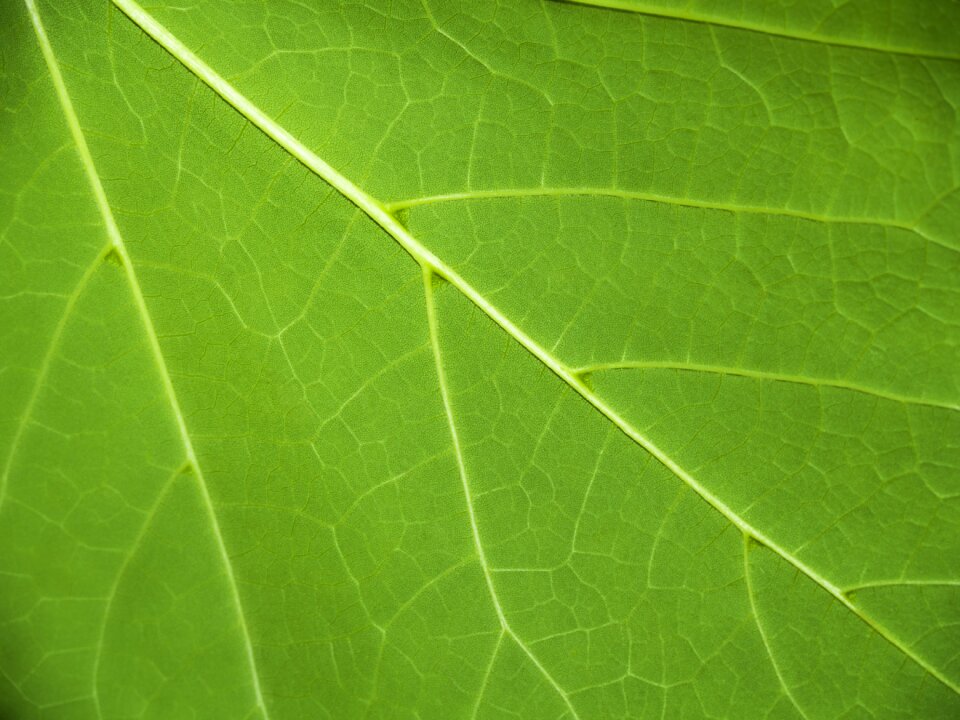 Green nature plant