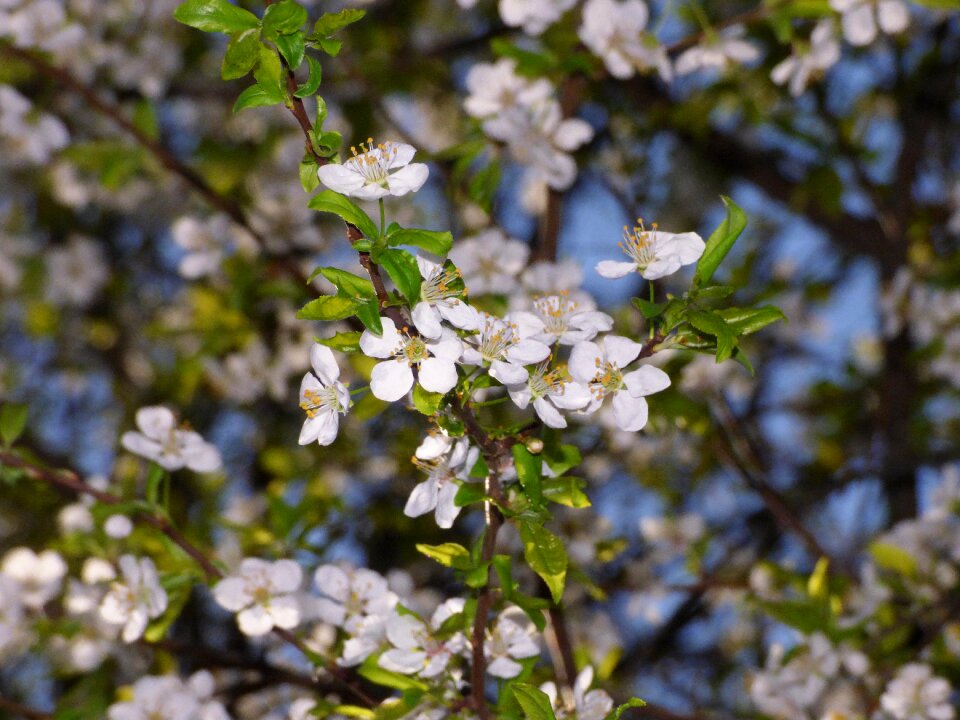 Spring trees branch