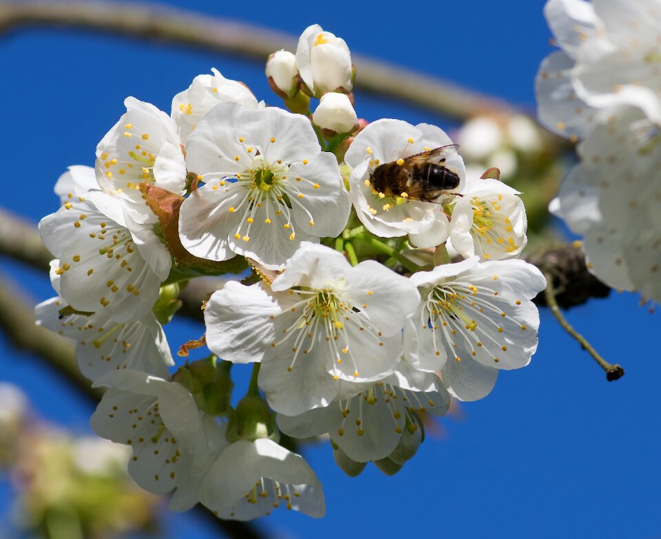 Foraging white flowers nature