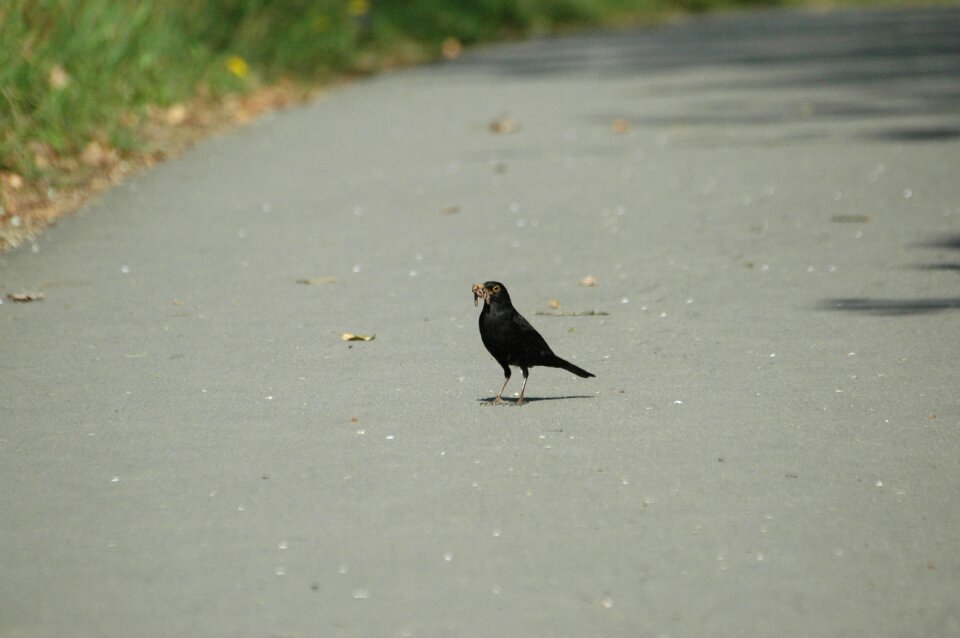 Songbird bird foraging