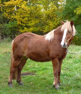 Icelanders pony animal photo