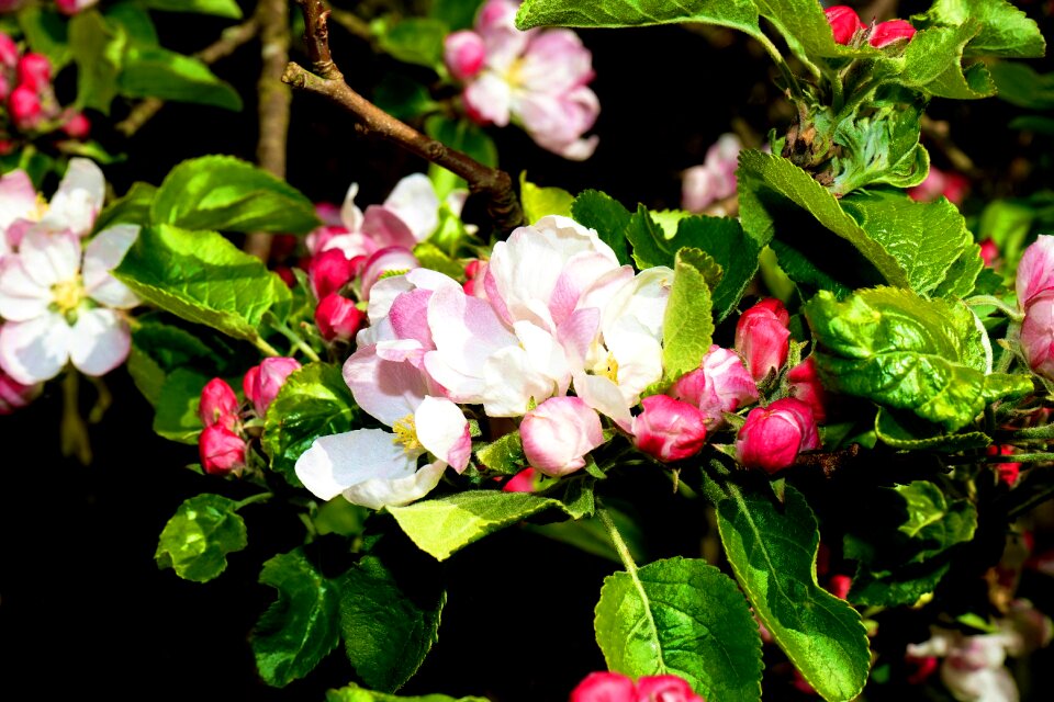 Spring garden summer