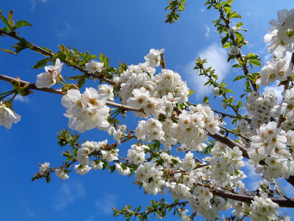 Cherry branches spring nature