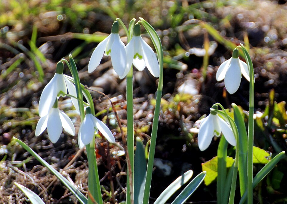 Galanthus white green spring