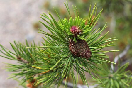 Needles pine tree photo