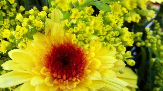 Daisy petal spring
