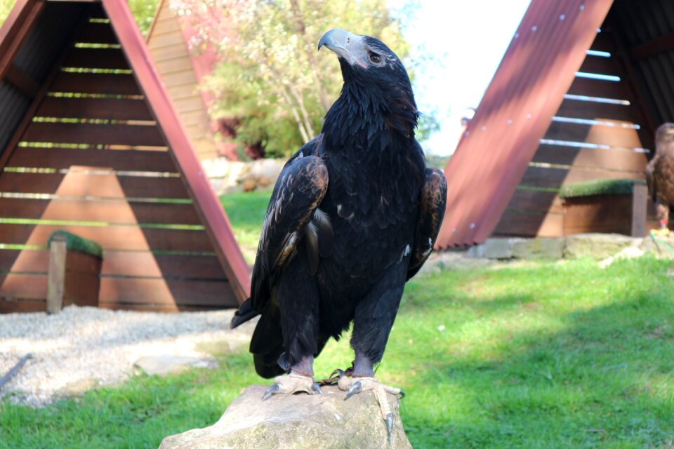 Eagles waiting in detmold bird bird of prey