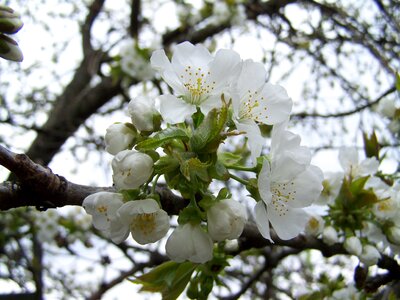 Cherry tree flower white flower fruit tree photo