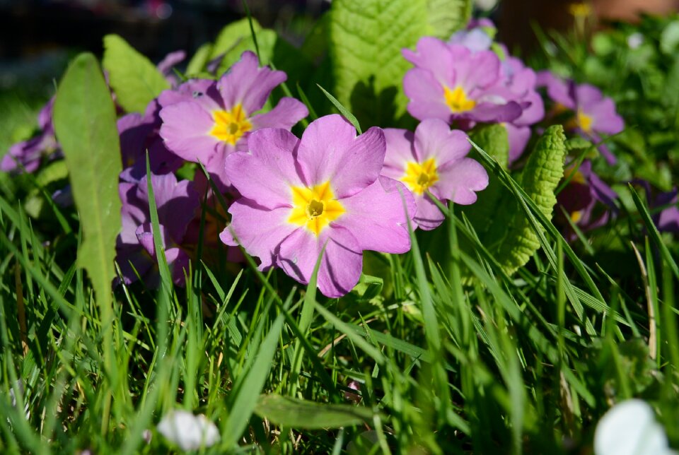 Spring flora garden