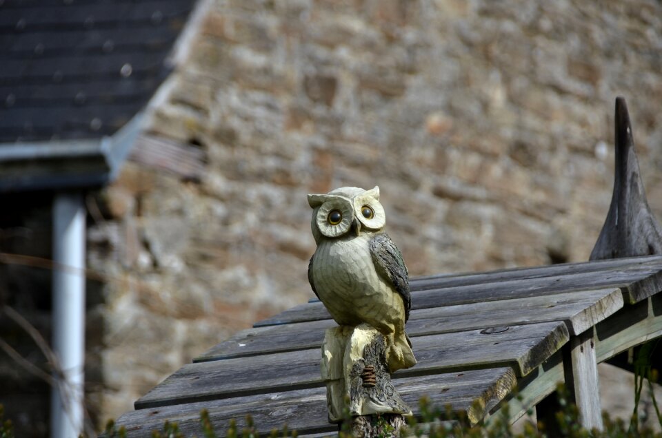 Bird eyes wood carving