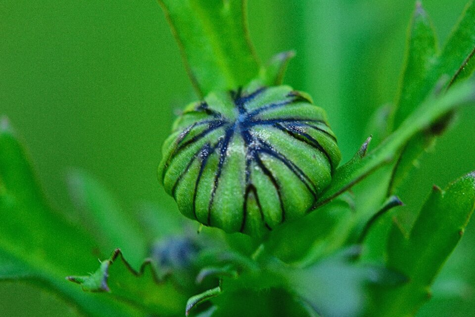 Plants field green