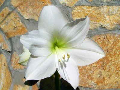 Amaryllis white room plant photo