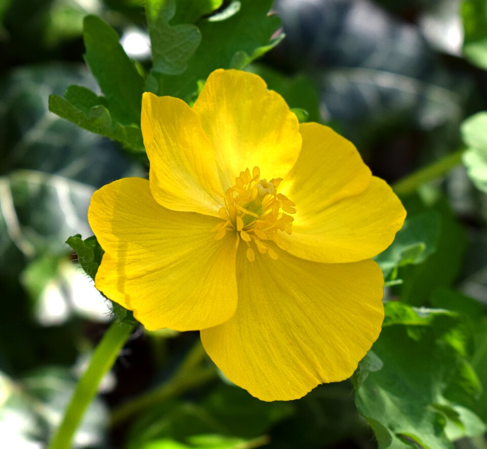 Flower blossom bloom