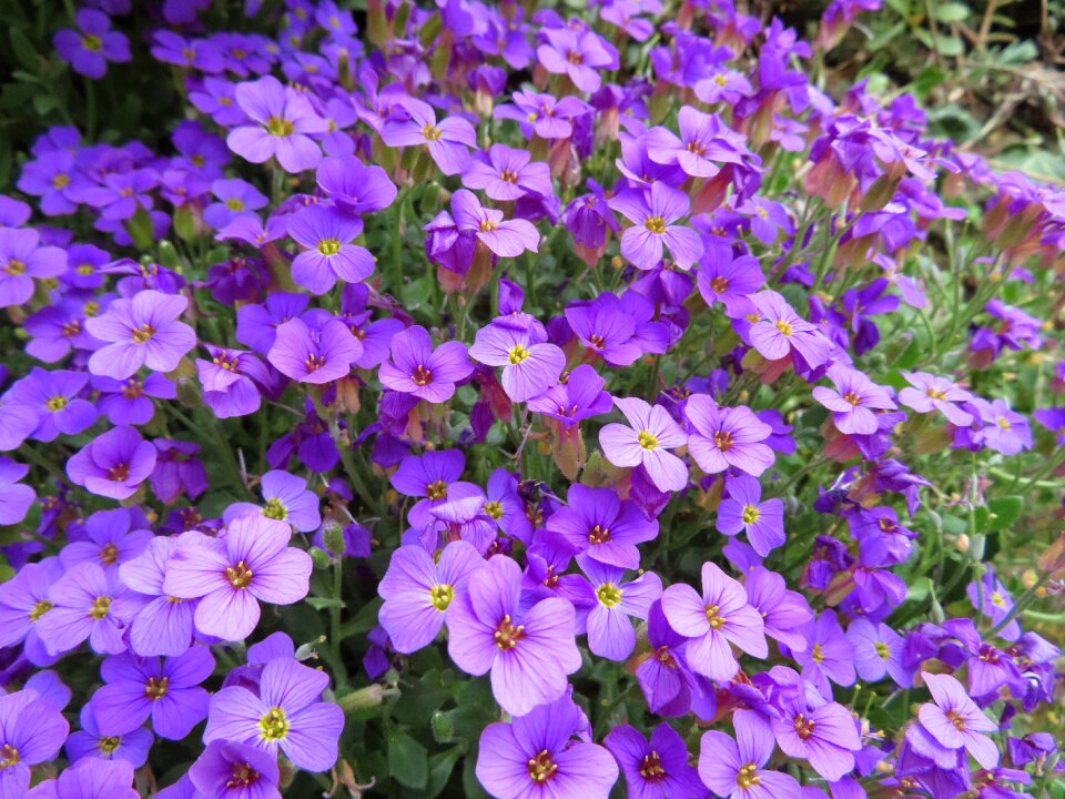 Spring cushion plant purple photo