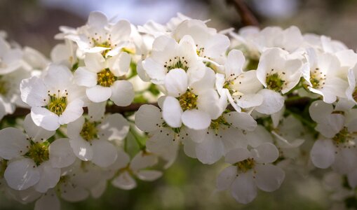 Spring white spring flowers