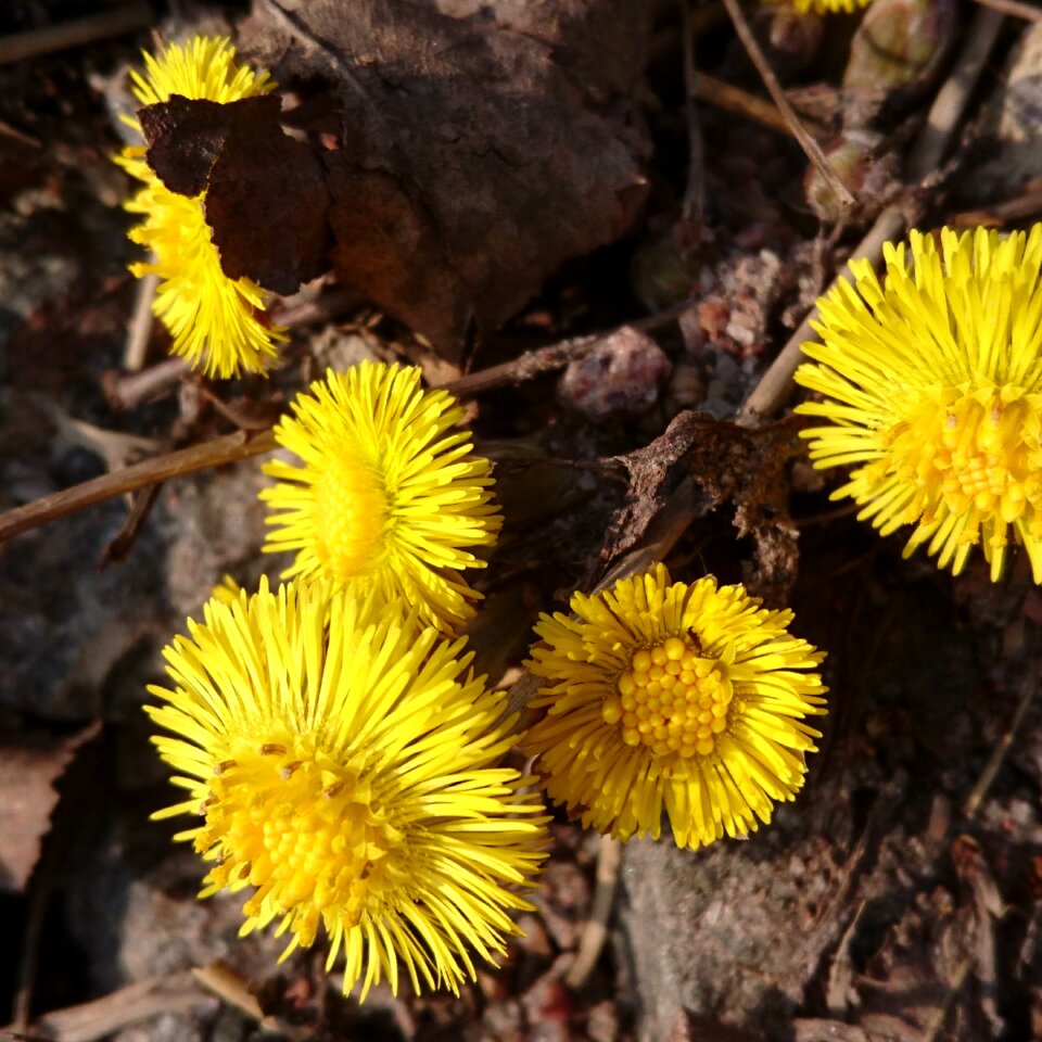 Coltsfoot flower spring flower