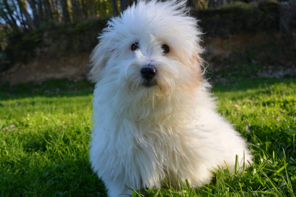 Coton de tulear coat white