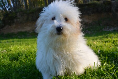 Coton de tulear coat white