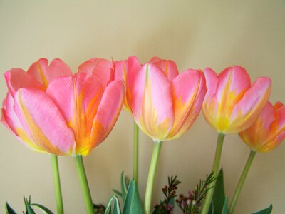 Tulip bouquet yellowish-pink cut flower
