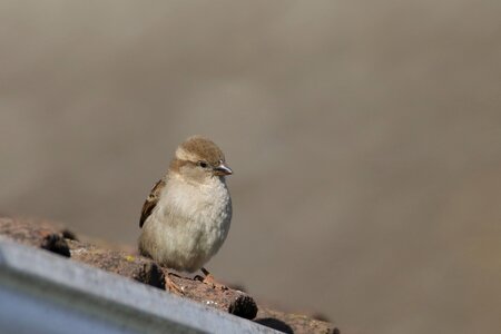 Nature feather wildlife photo