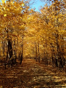 Fall minneapolis photo