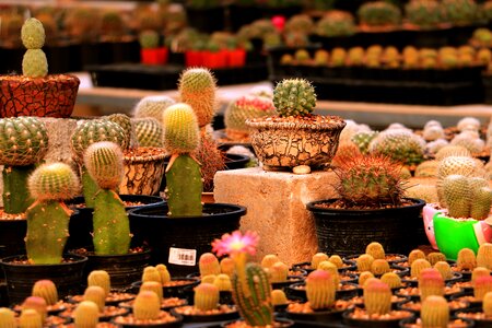 Natural nature grow