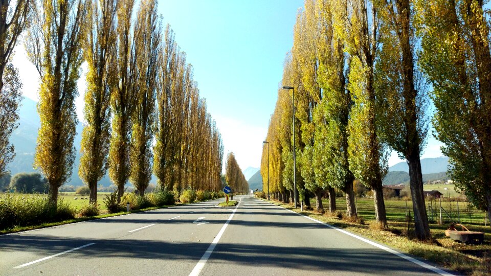 Trees roadway straight photo