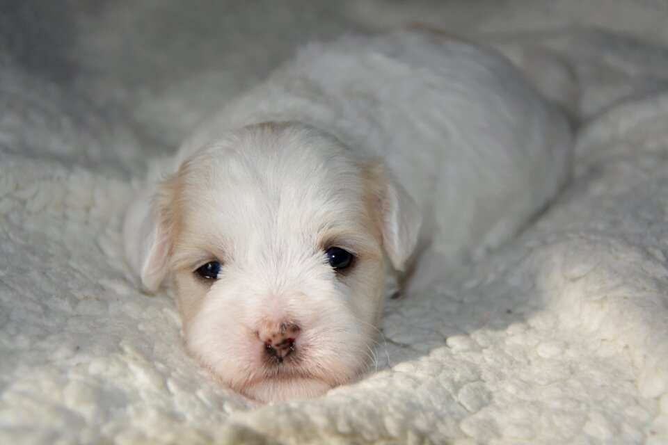 Cotton tulear animal animals