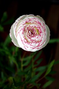 Nature white petals