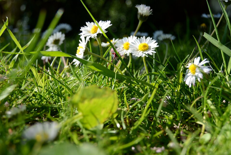 Garden grass flora photo